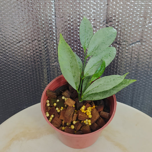 Hoya Amicabilis Silver - Indonesian Rare Plants