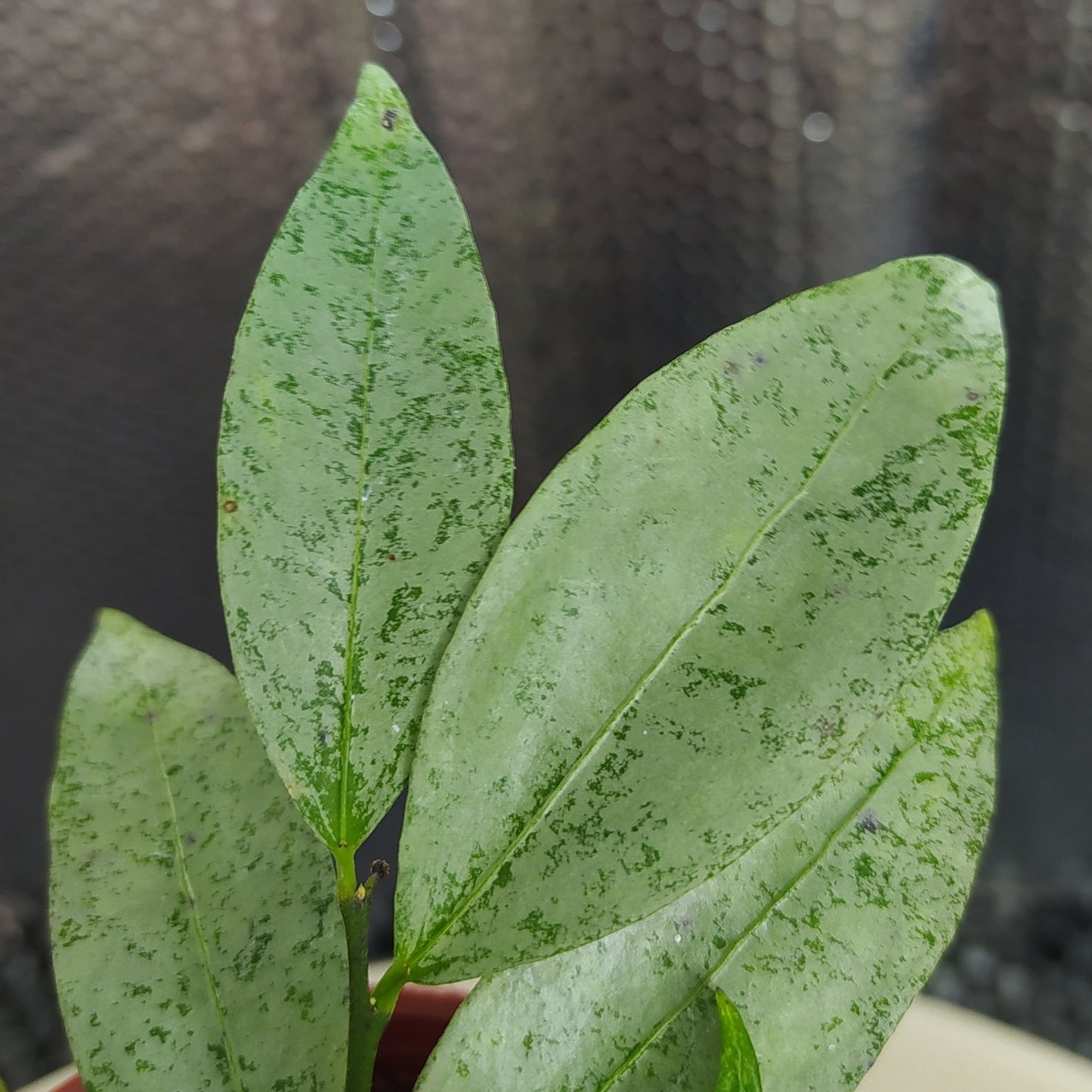 Hoya Amicabilis Silver