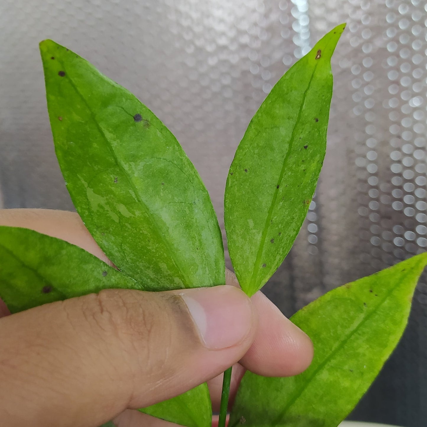 Hoya Amicabilis Silver