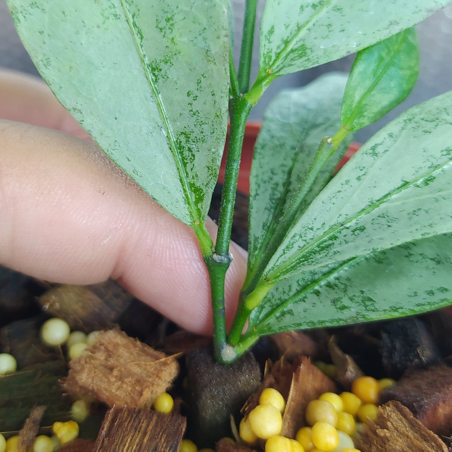 Hoya Amicabilis Silver