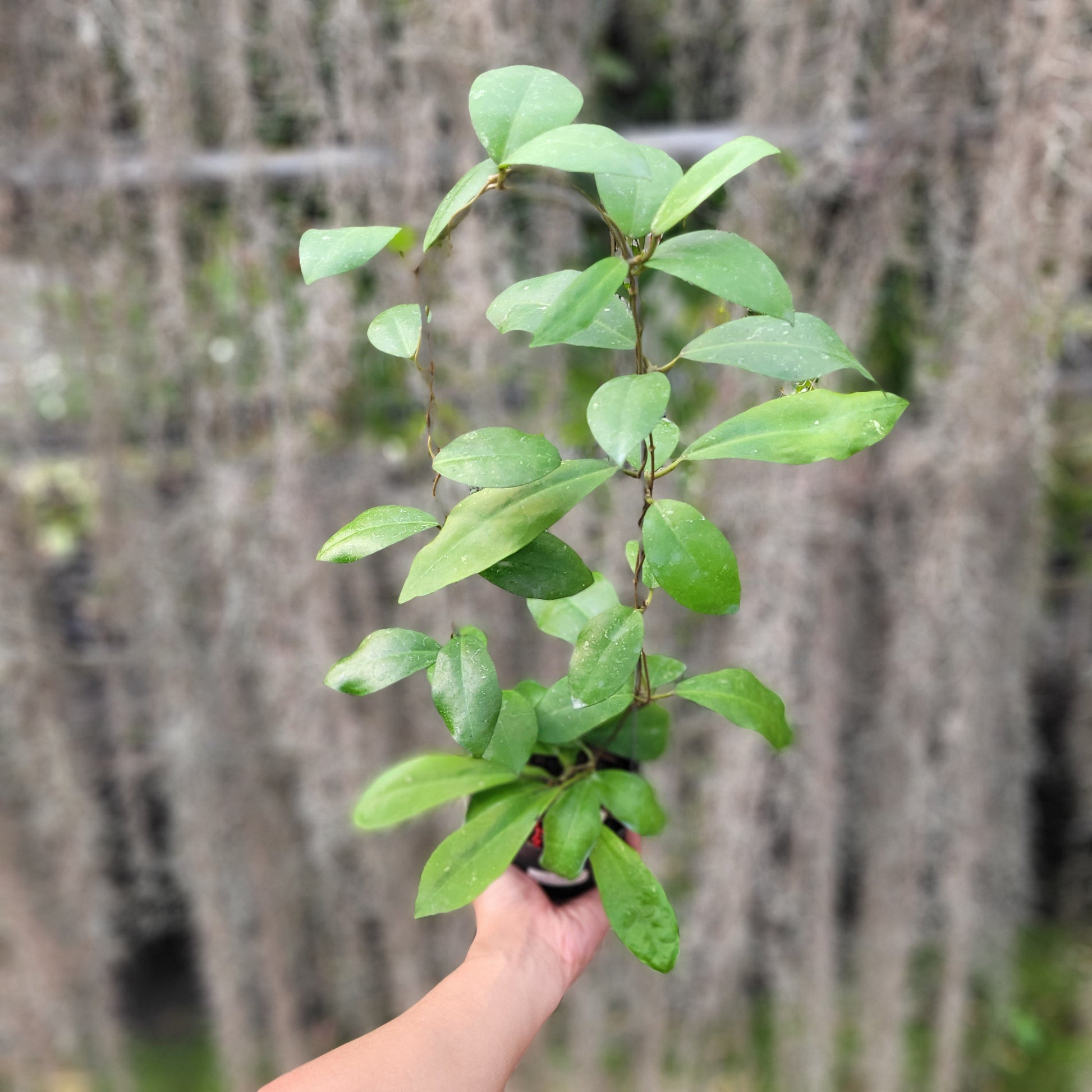 Hoya Askara (Buntokensis x Elliptica Mentawai) - Indonesian Rare Plants