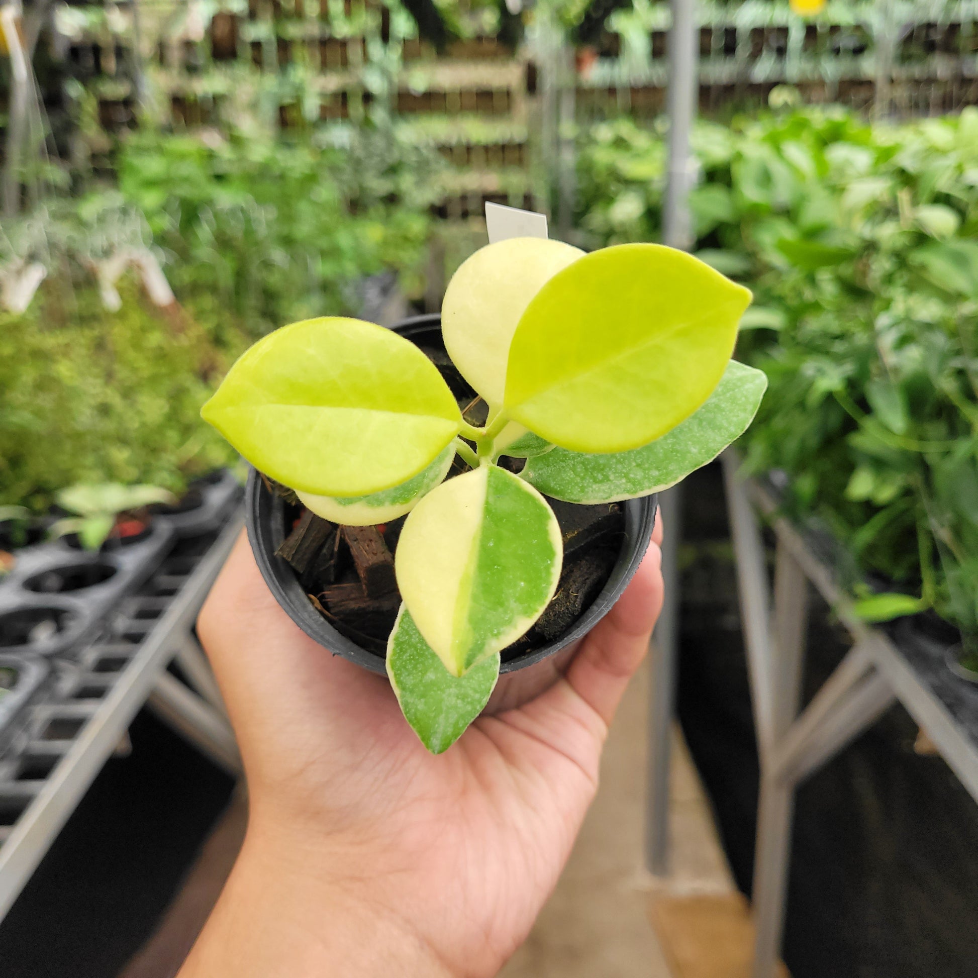 Hoya Australis Albomarginata VN-566 - Indonesian Rare Plants