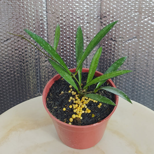 Hoya Bamboo Leaf Last Splash - Indonesian Rare Plants