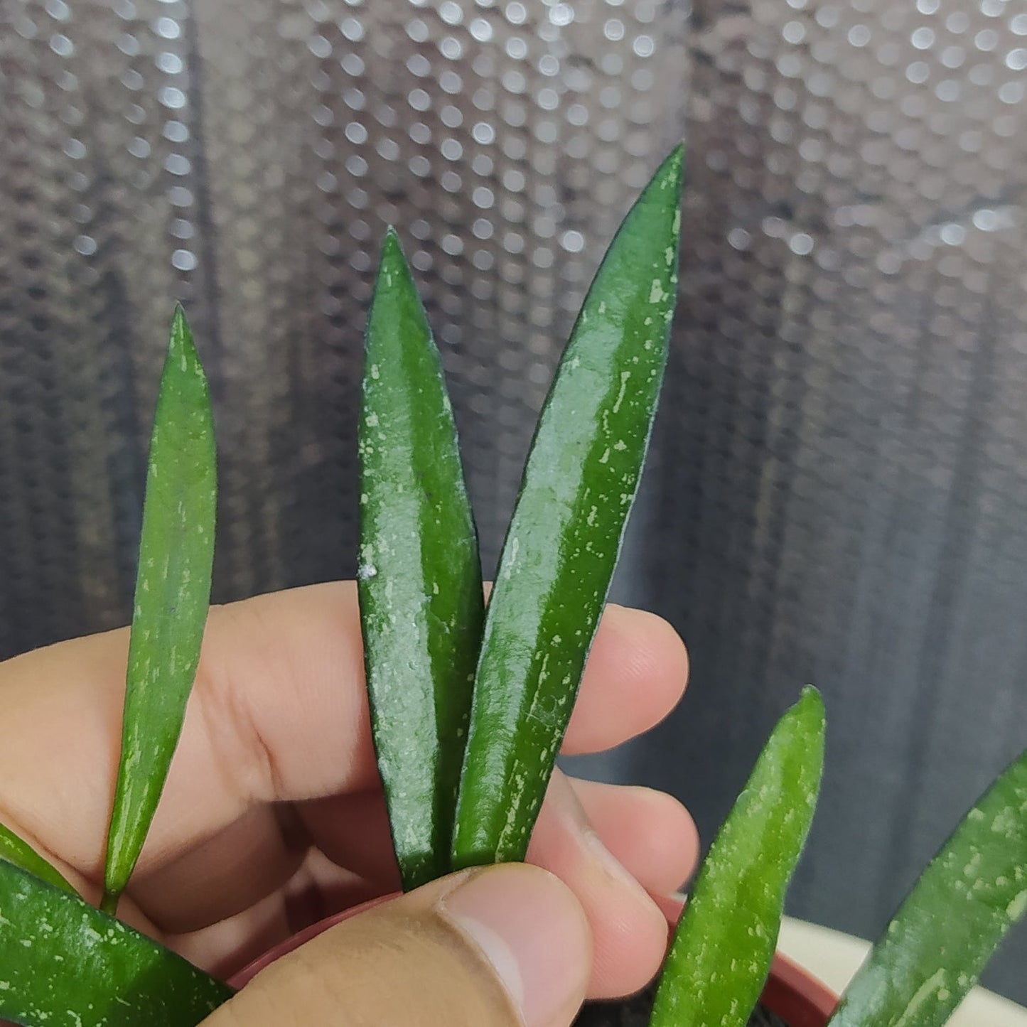 Hoya Bamboo Leaf Last Splash