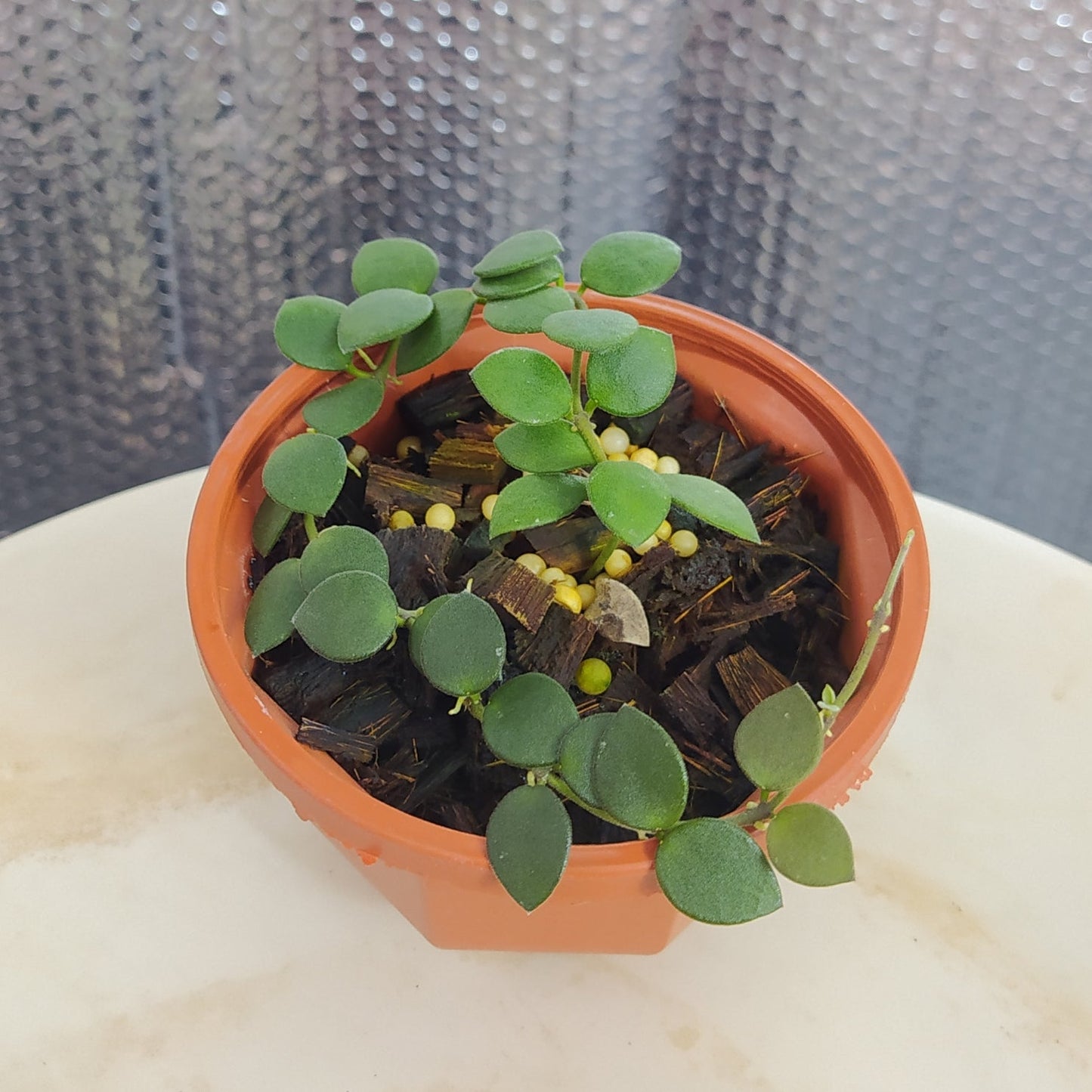 Hoya Boyceii - Indonesian Rare Plants