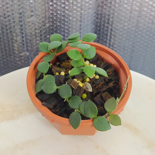 Hoya Boyceii - Indonesian Rare Plants