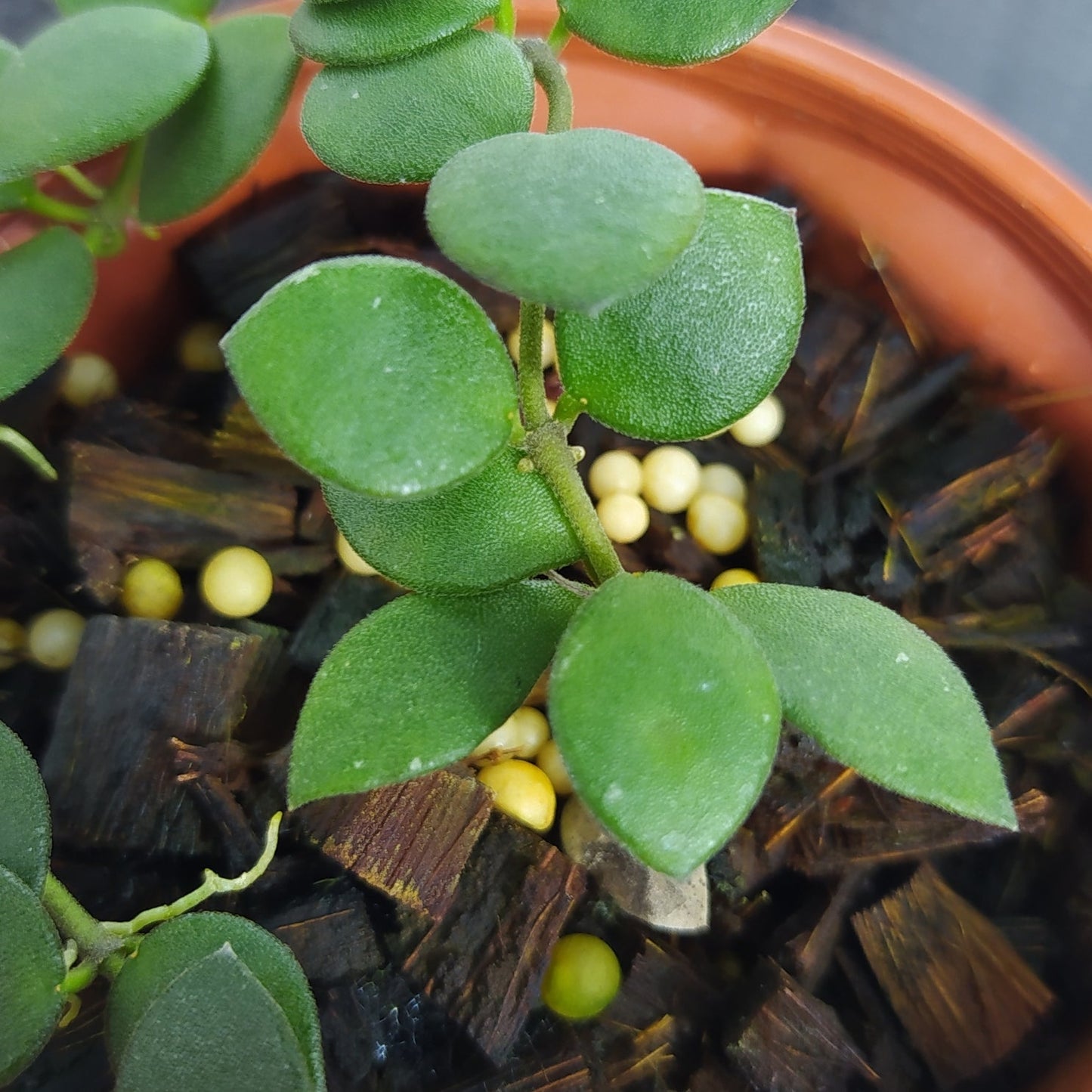 Hoya Boyceii