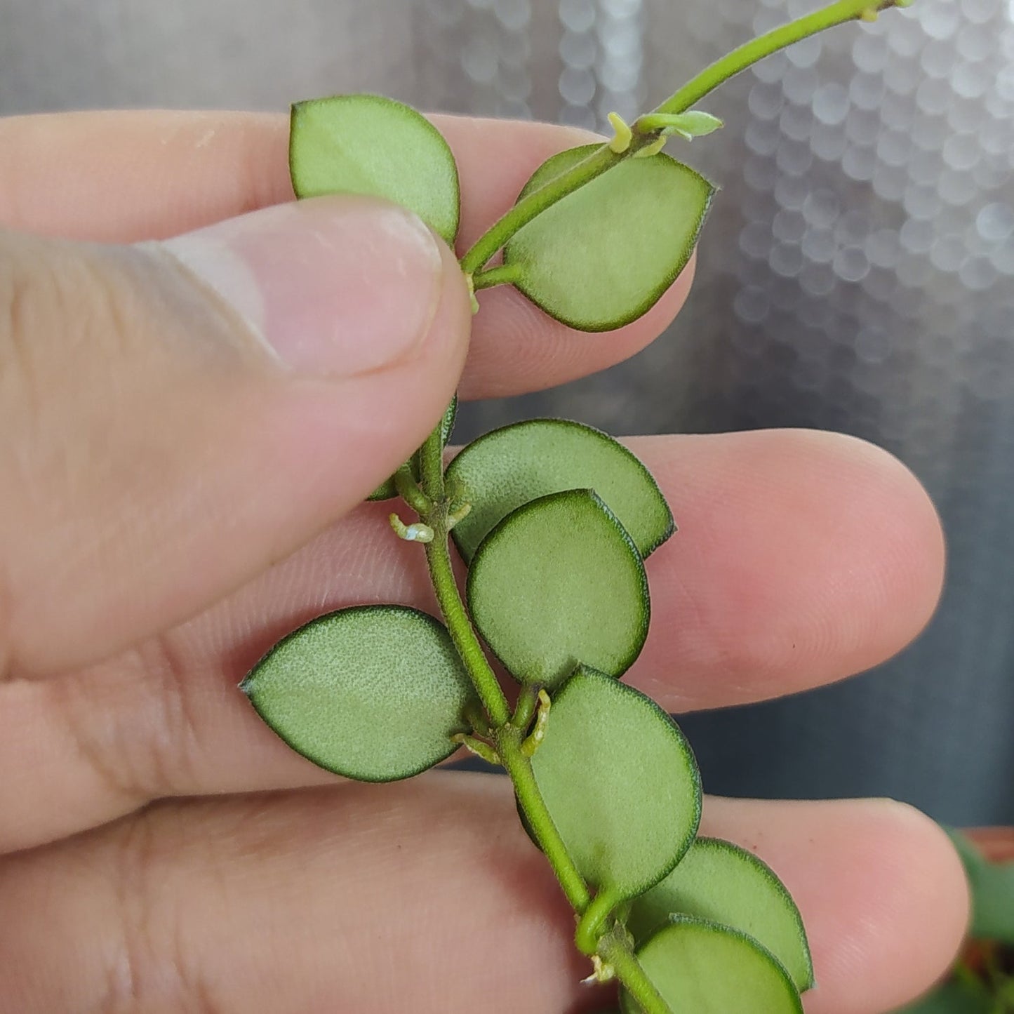 Hoya Boyceii