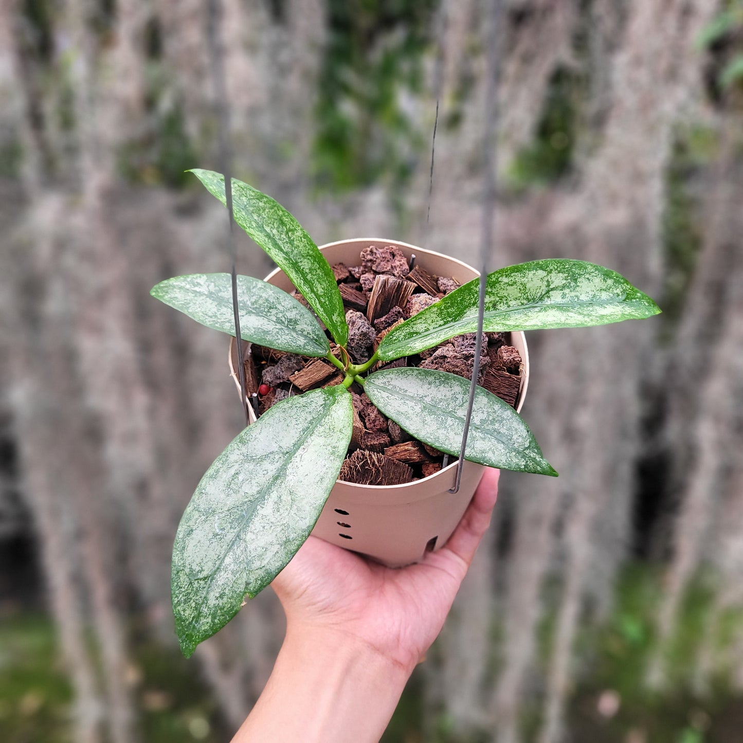 Hoya Buntokensis Purnama - Indonesian Rare Plants