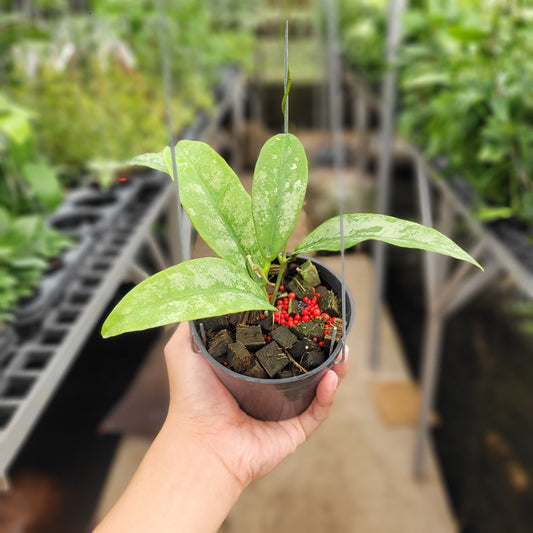 Hoya Buntokensis Silver VN-753 - Indonesian Rare Plants
