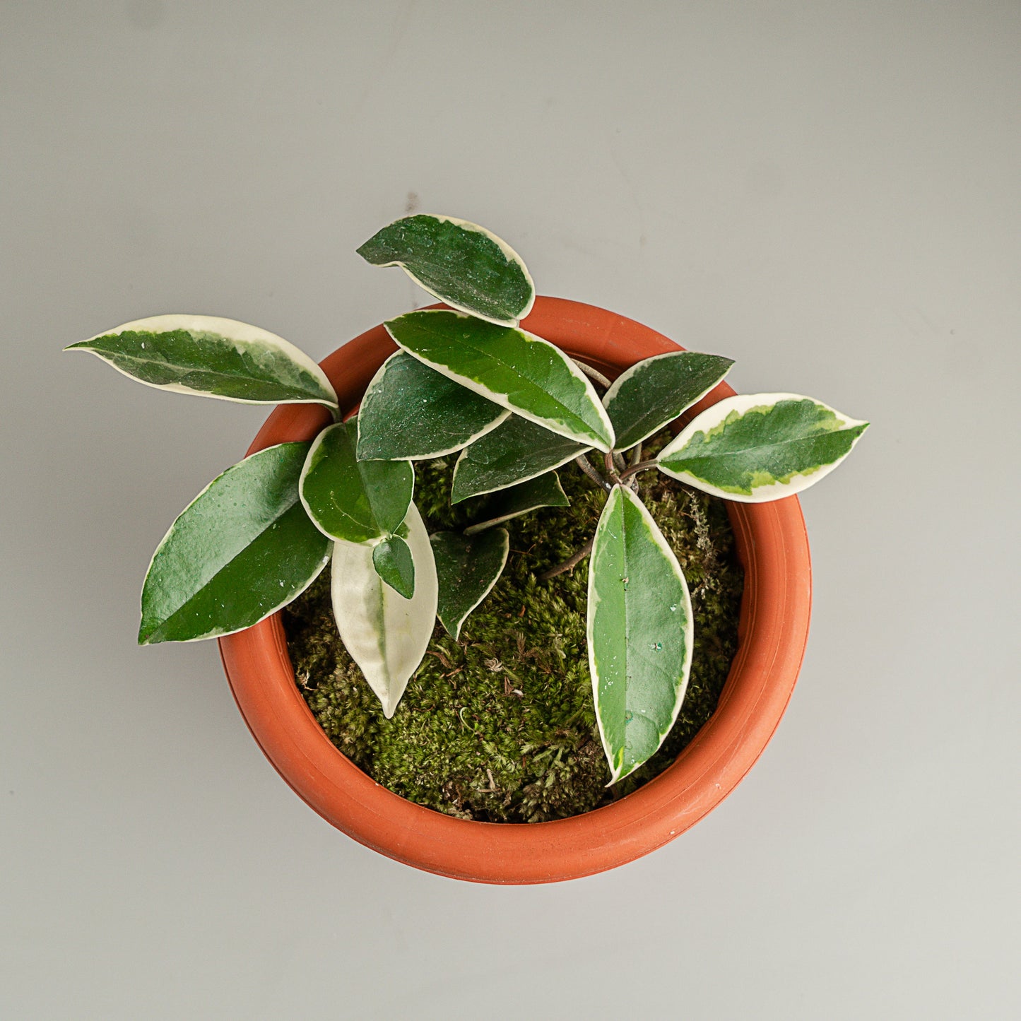 Hoya Carnosa Crimson Queen