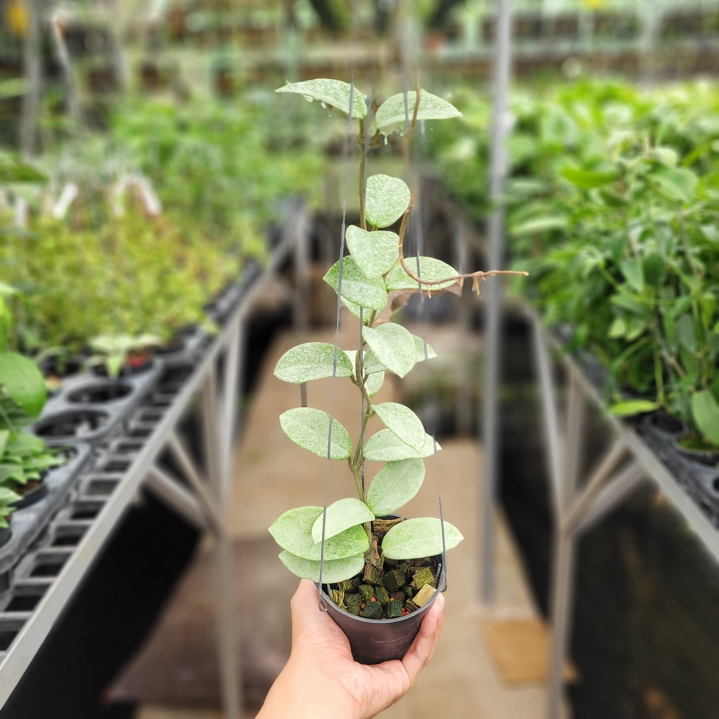 Hoya Carnosa Nova Ghost - Indonesian Rare Plants