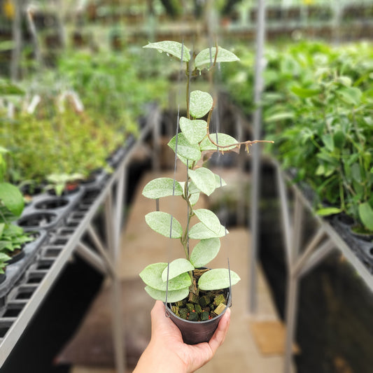 Hoya Carnosa Nova Ghost - Indonesian Rare Plants