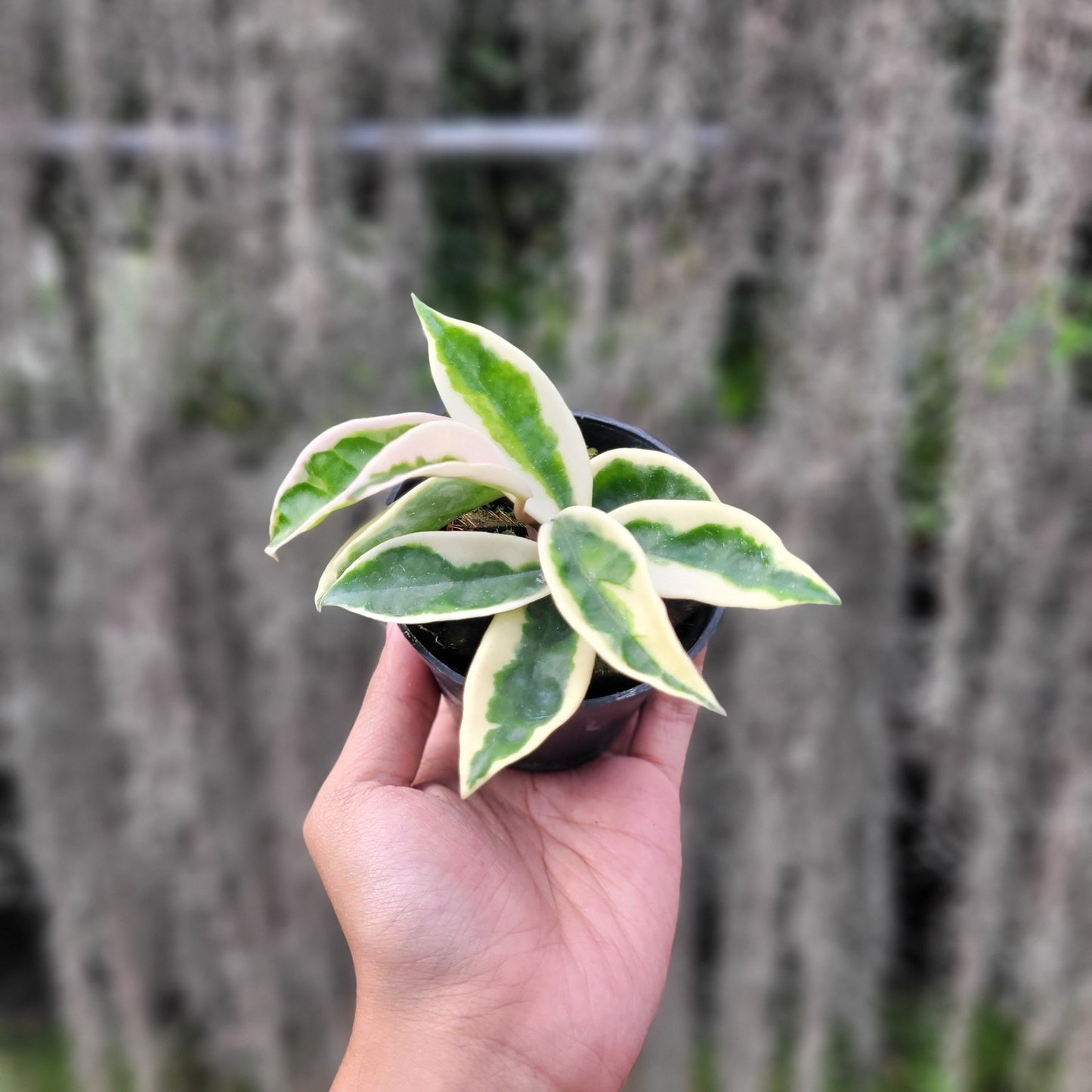Hoya Carnosa Suzie-Q - Indonesian Rare Plants