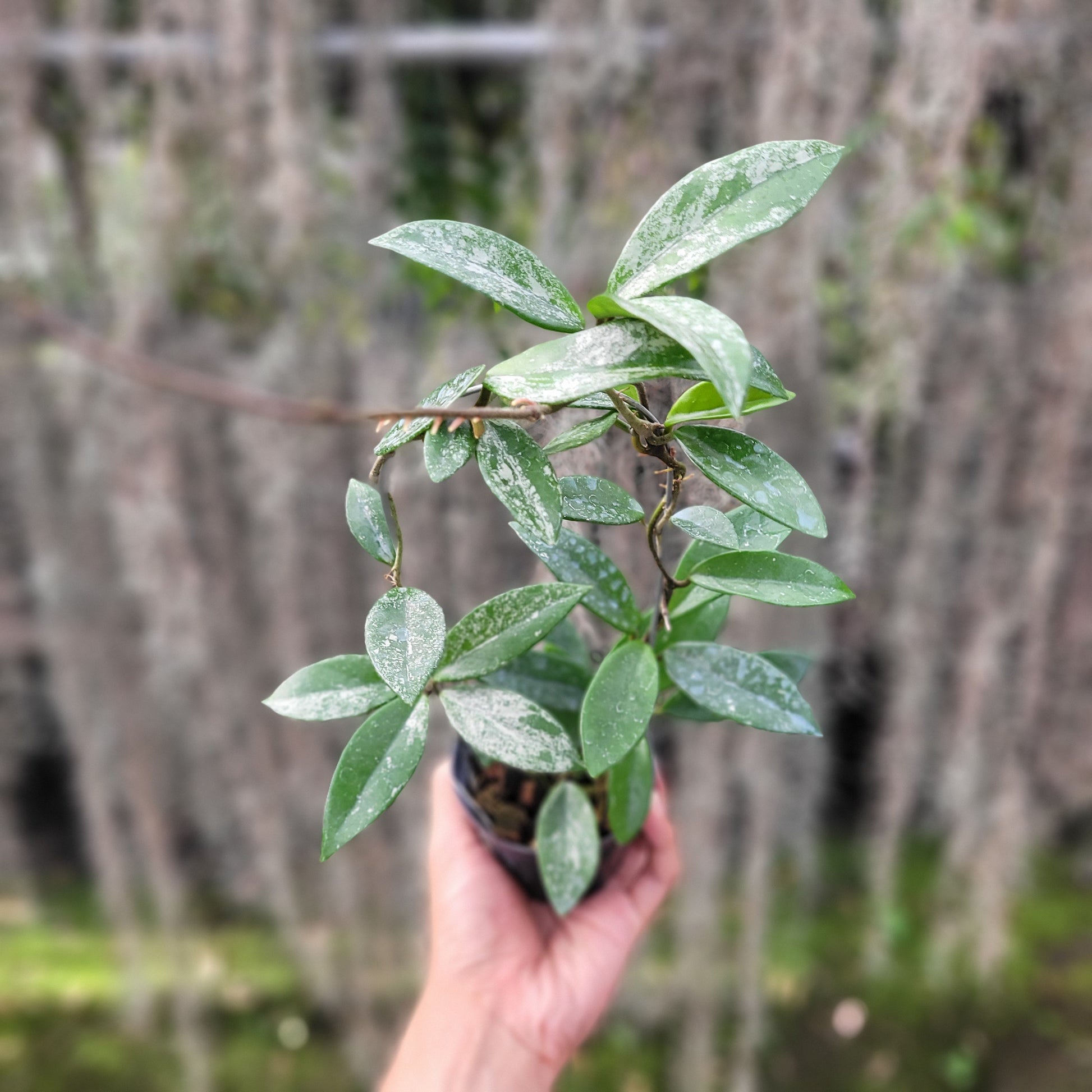 Hoya Carnosa Wilbur Graves - Indonesian Rare Plants