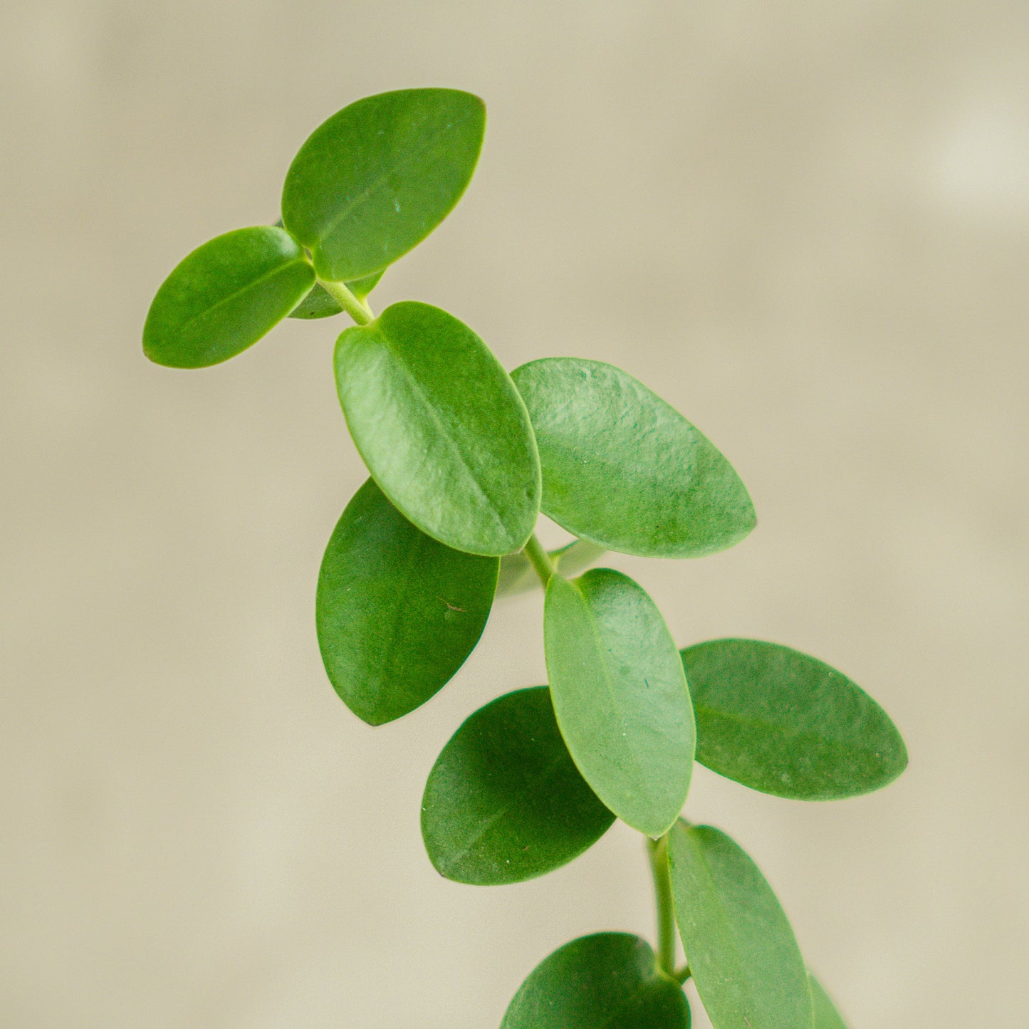 Hoya Cumingiana