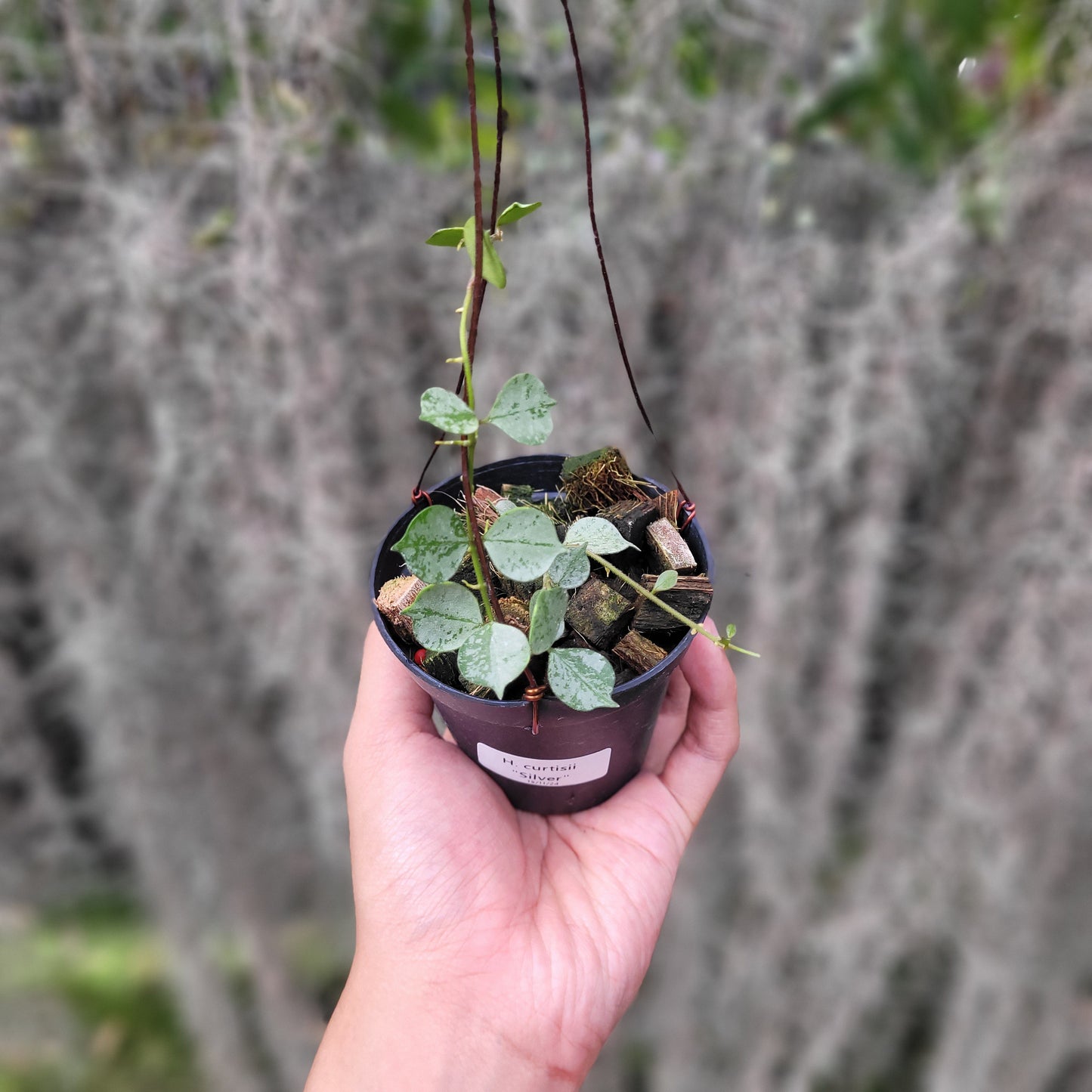 Hoya Curtisii Silver - Indonesian Rare Plants