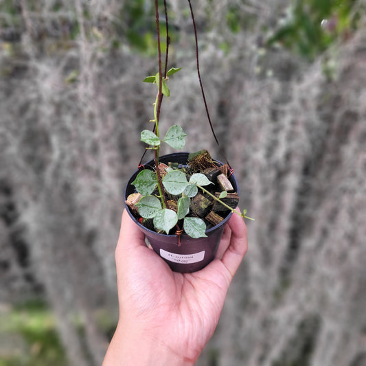 Hoya Curtisii Silver - Indonesian Rare Plants