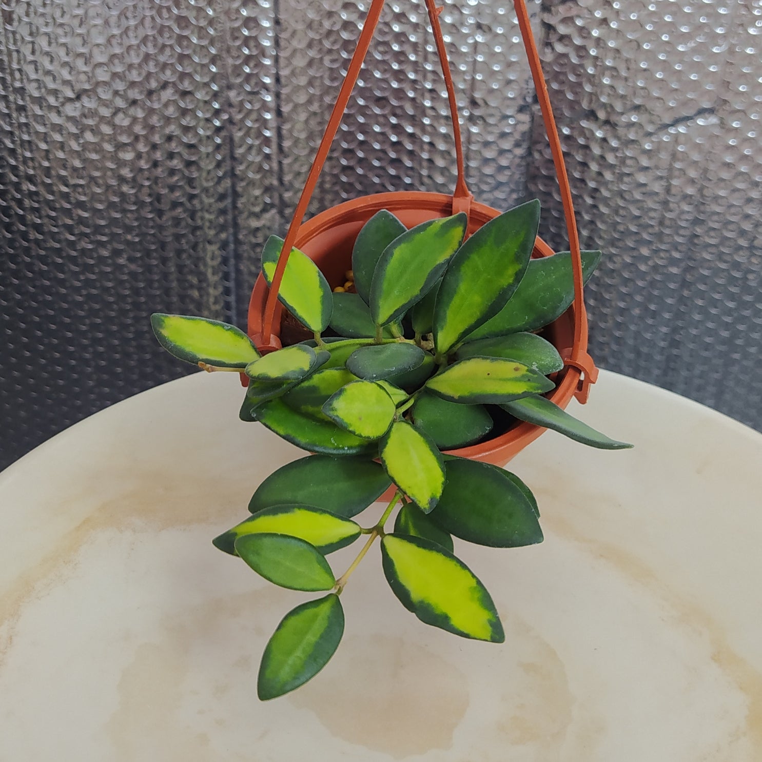 Hoya DS-70 Variegated (AFF Burtoniae) - Indonesian Rare Plants