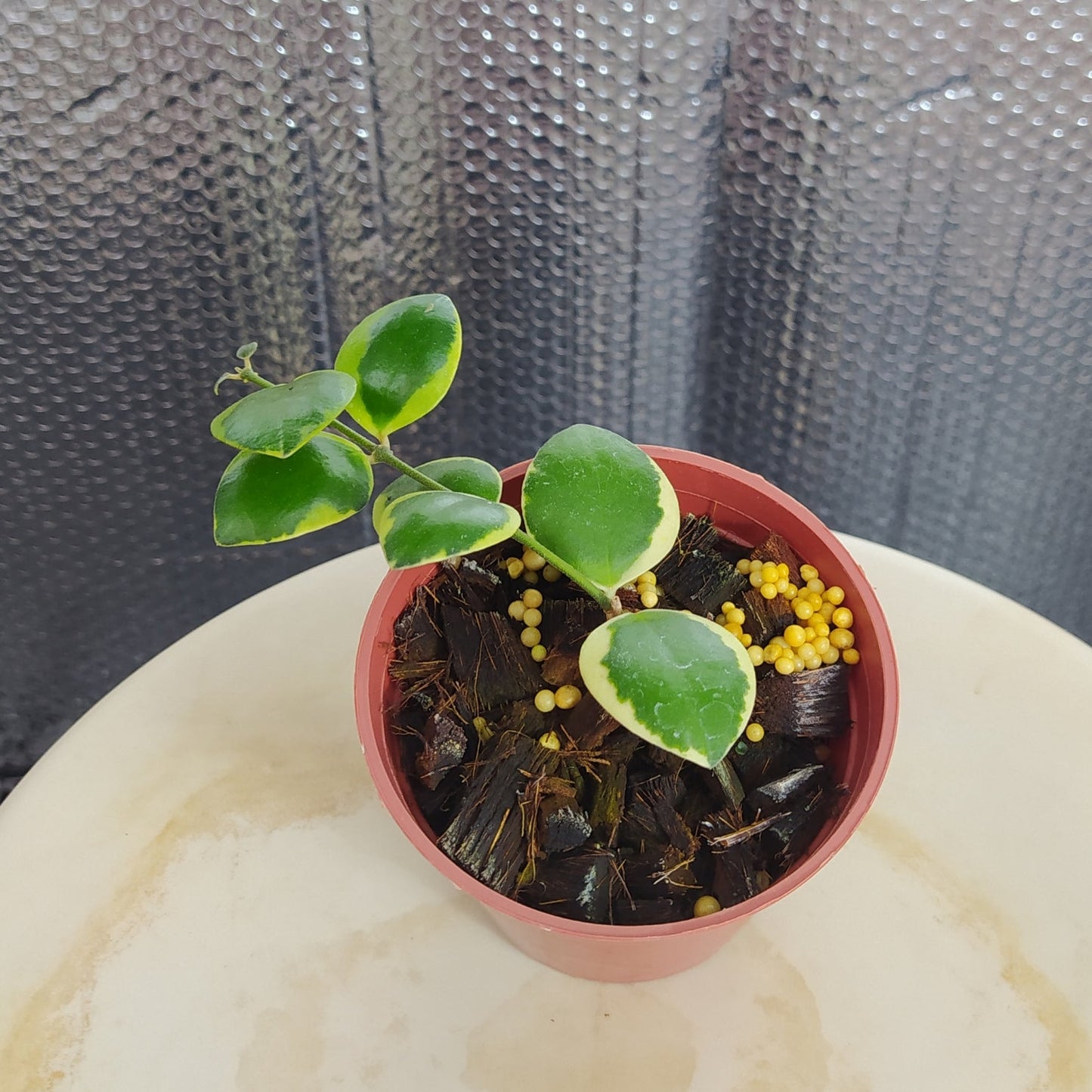 Hoya Incurvula Albomarginata Palta - Indonesian Rare Plants
