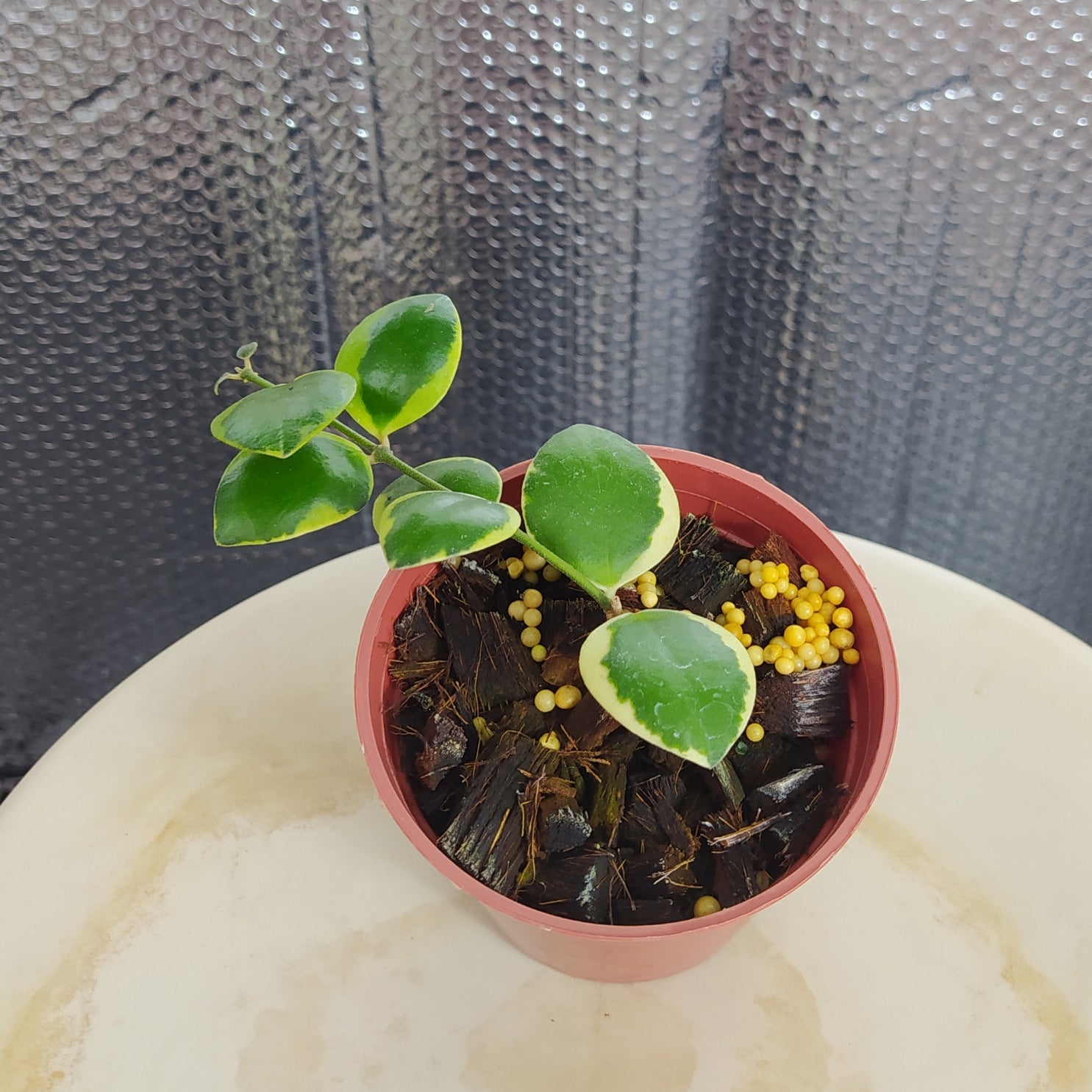 Hoya Incurvula Albomarginata Palta - Indonesian Rare Plants