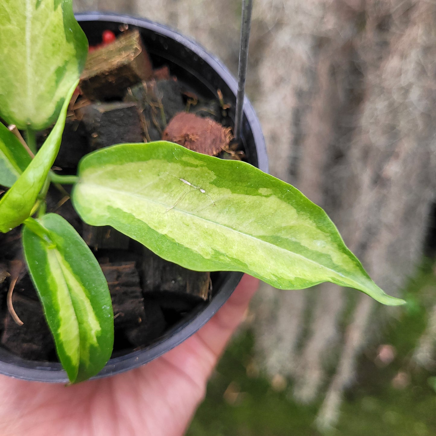 Hoya Kenejiana Variegated — photo 2