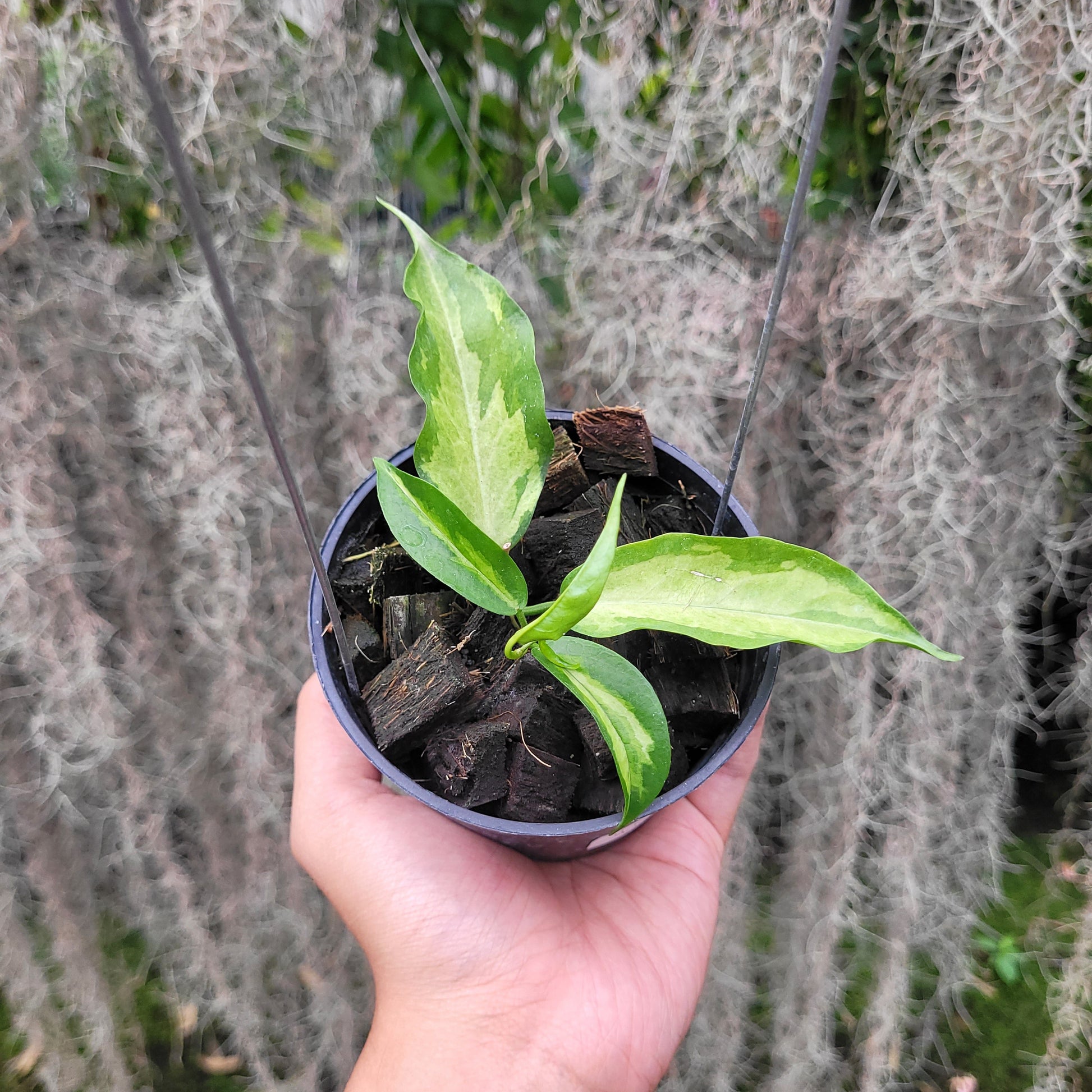 Hoya Kenejiana Variegated — rare Indonesian plant