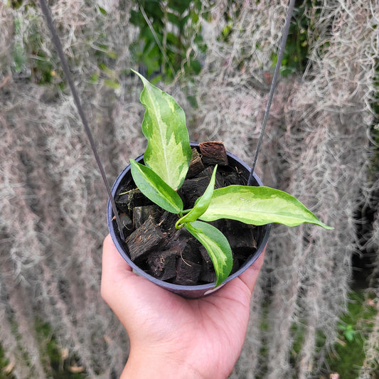 Hoya Kenejiana Variegated — rare Indonesian plant
