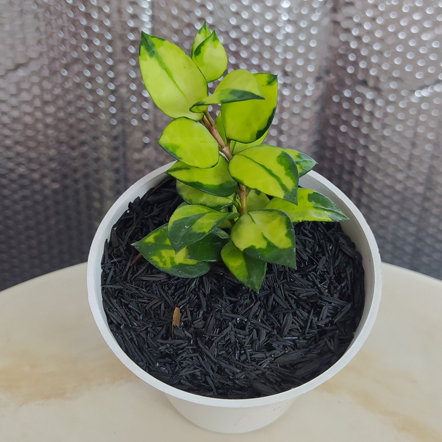 Hoya Lacunosa Asami Reverse - Indonesian Rare Plants