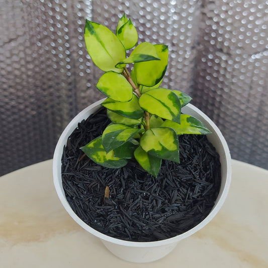 Hoya Lacunosa Asami Reverse - Indonesian Rare Plants