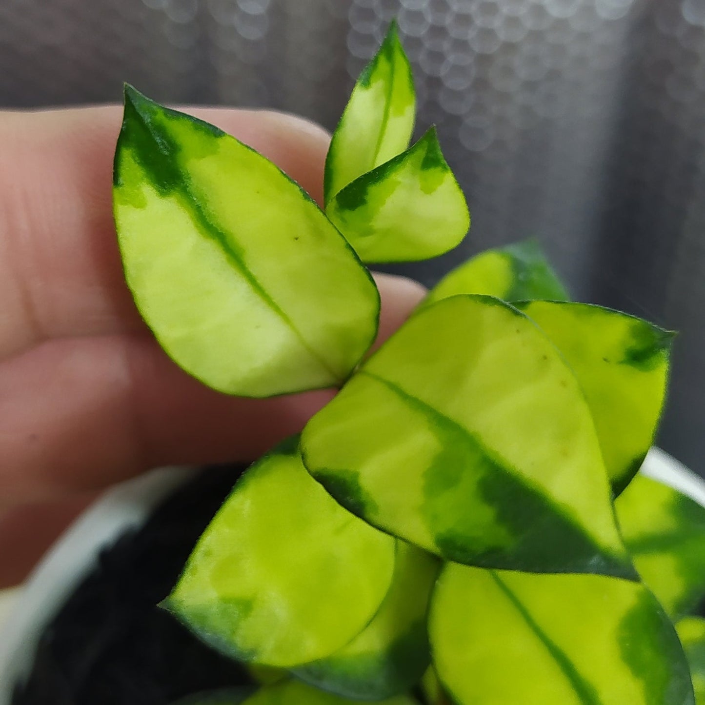 Hoya Lacunosa Asami Reverse