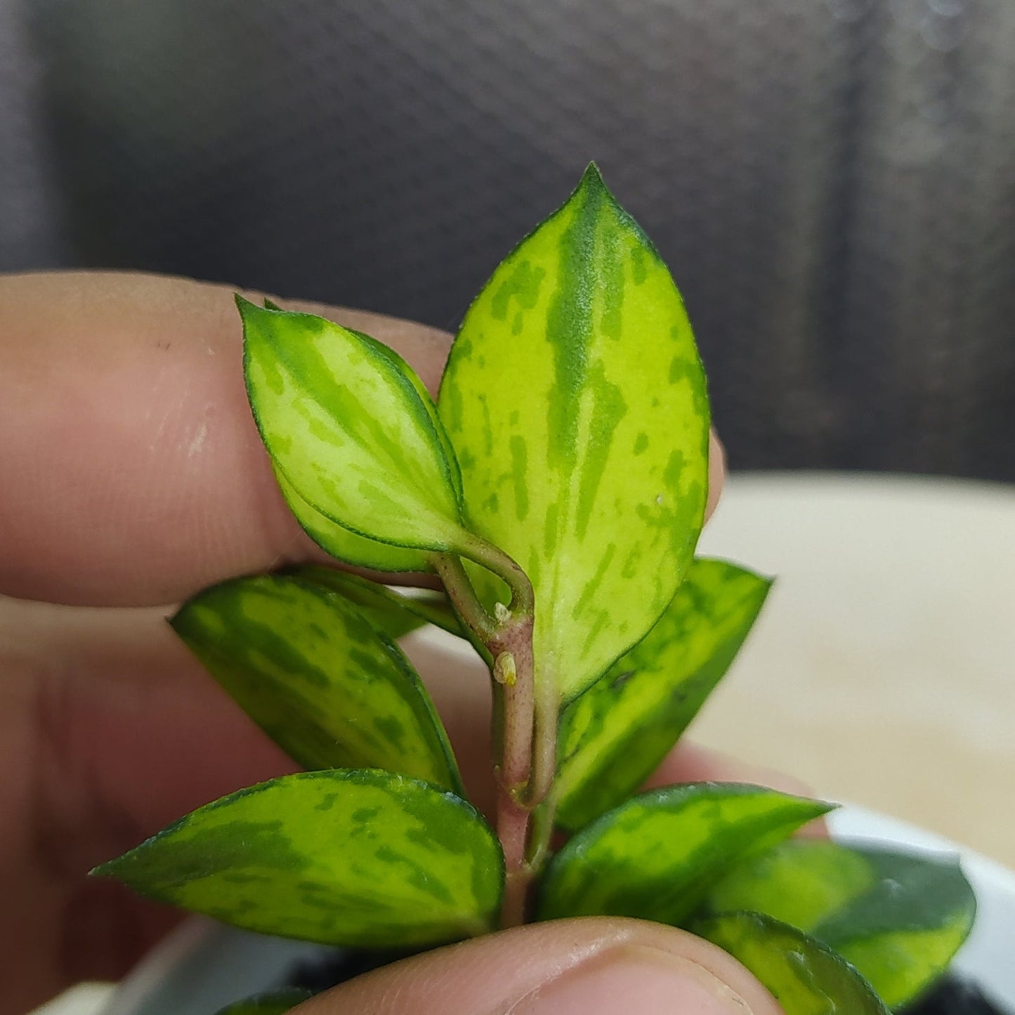 Hoya Lacunosa Asami Reverse