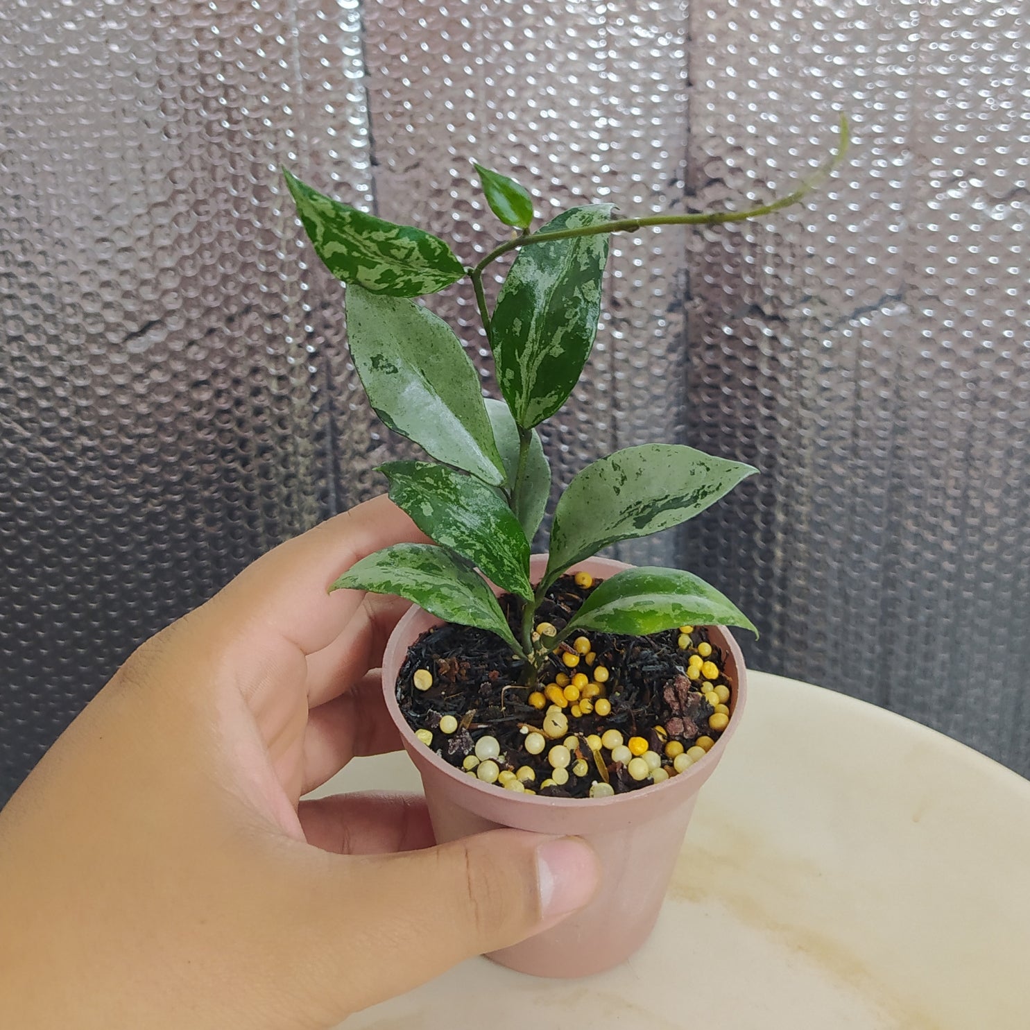Hoya Lacunosa Green Flame - Indonesian Rare Plants