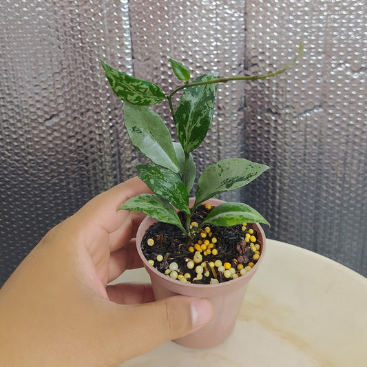 Hoya Lacunosa Green Flame - Indonesian Rare Plants