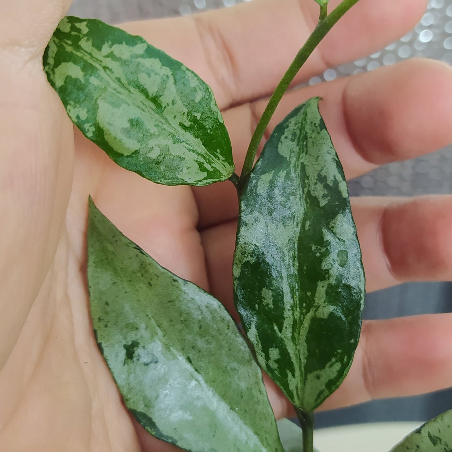 Hoya Lacunosa Green Flame