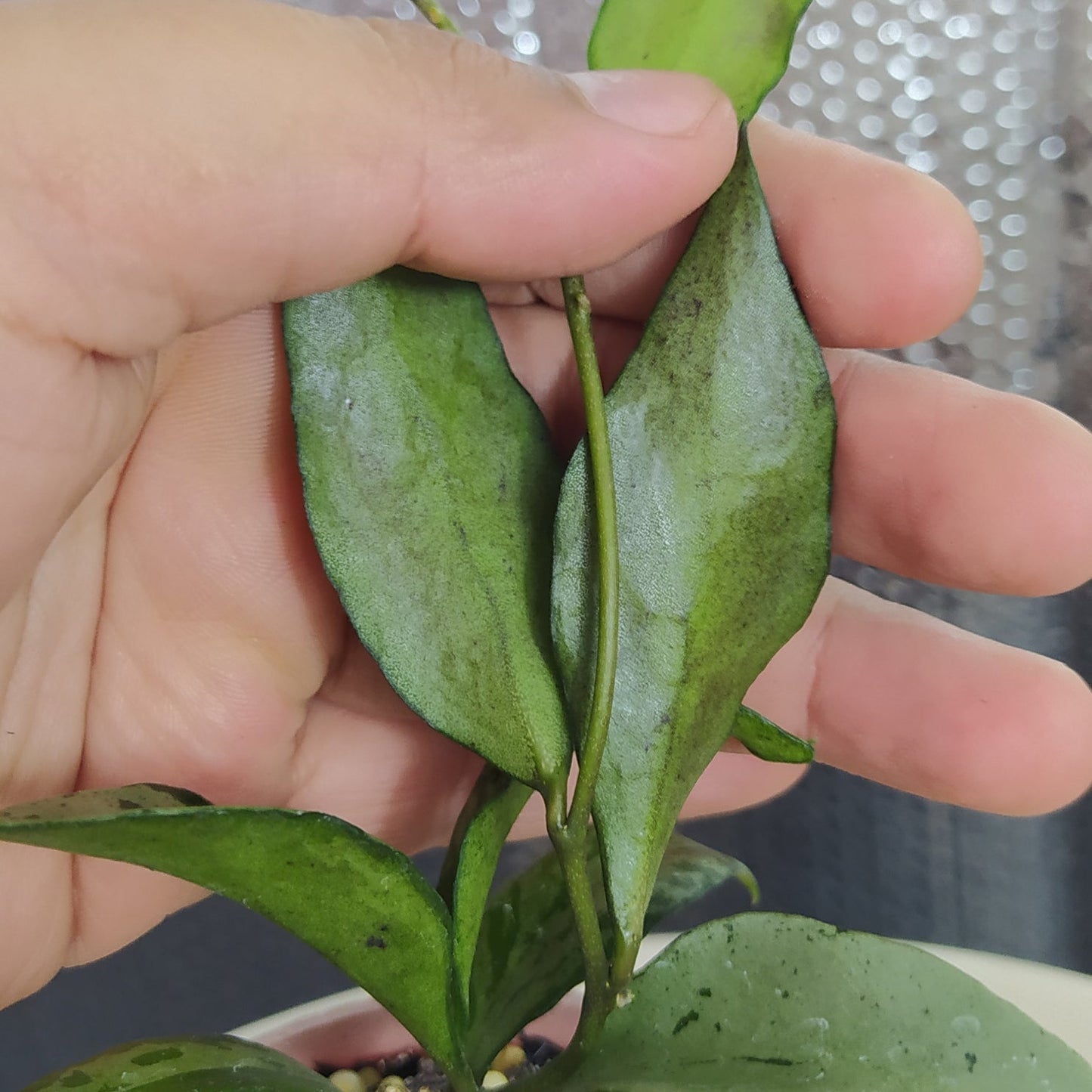 Hoya Lacunosa Green Flame