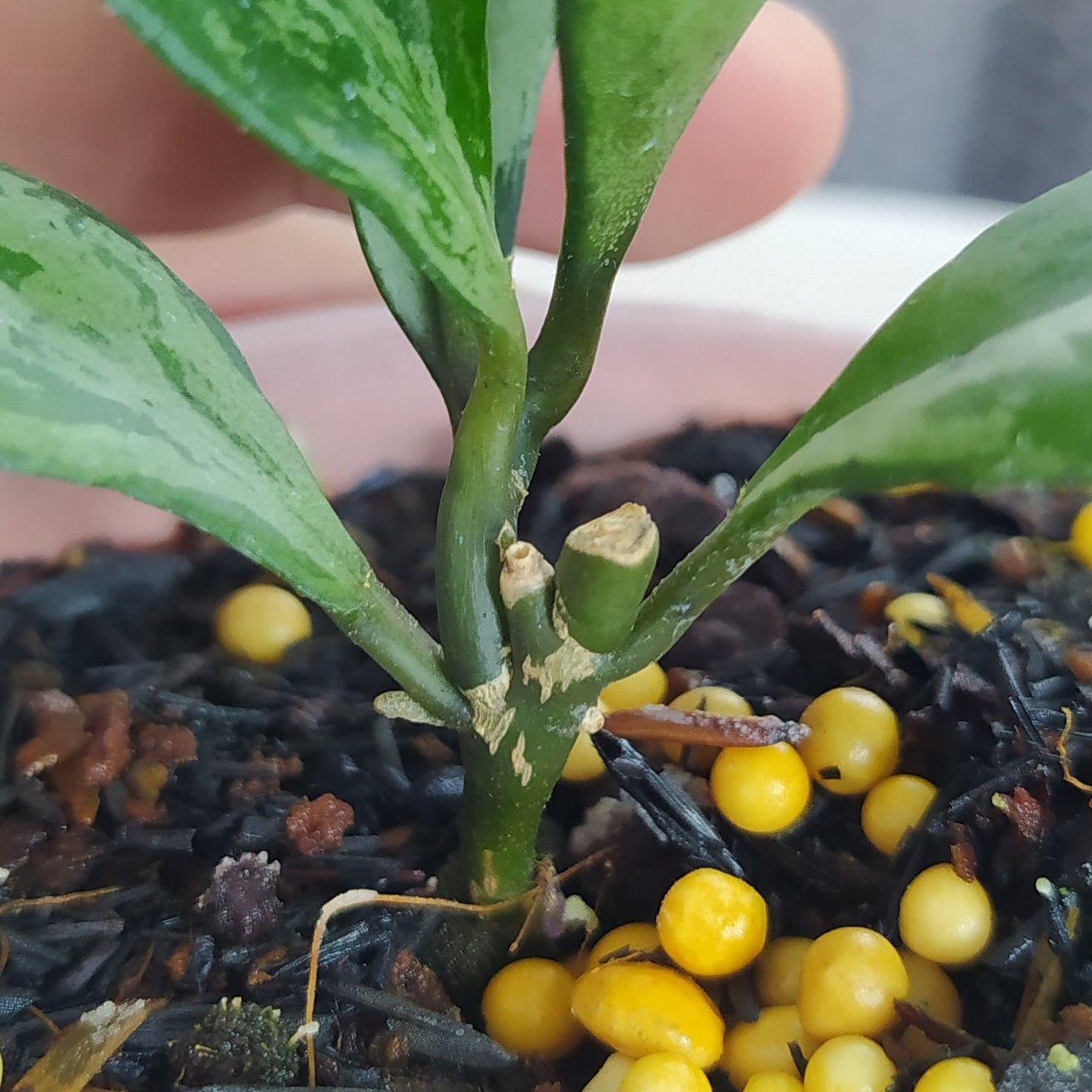 Hoya Lacunosa Green Flame