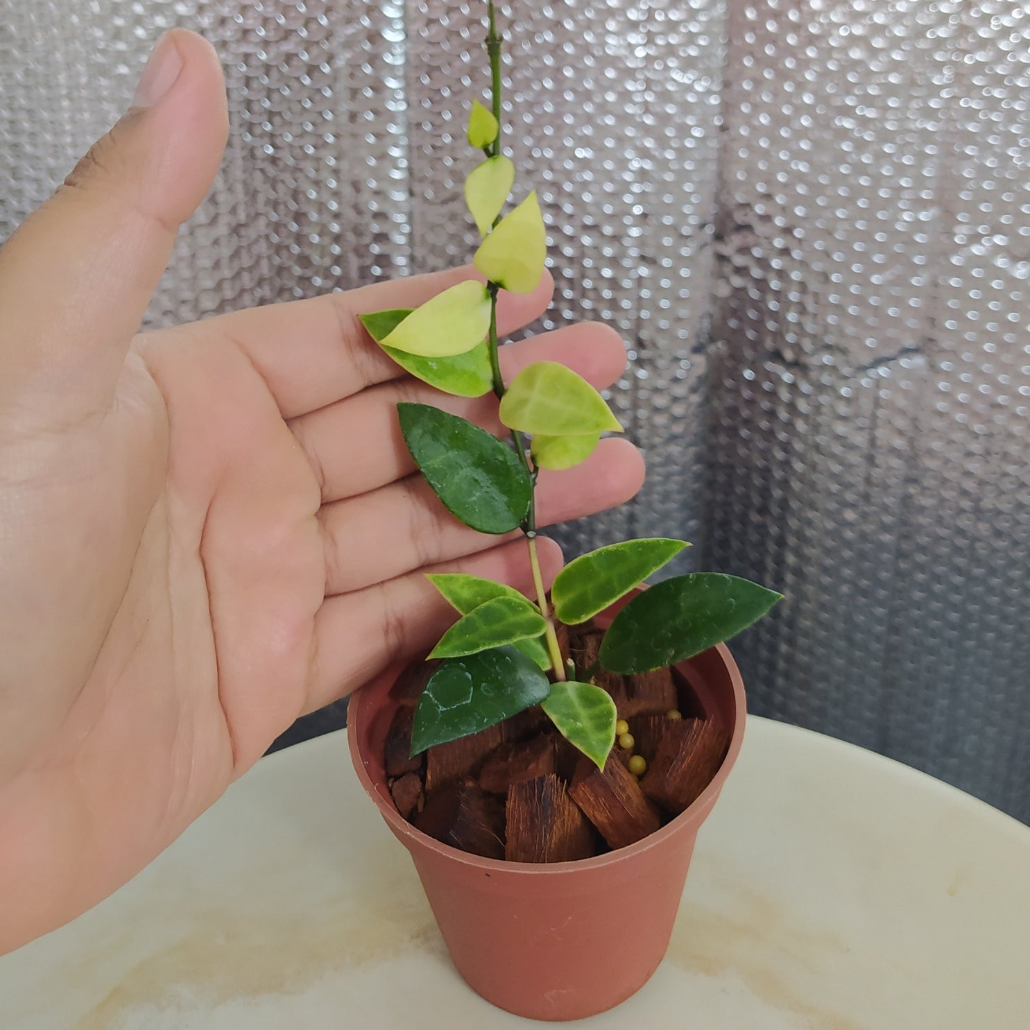 Hoya Lacunosa Kayas - Indonesian Rare Plants