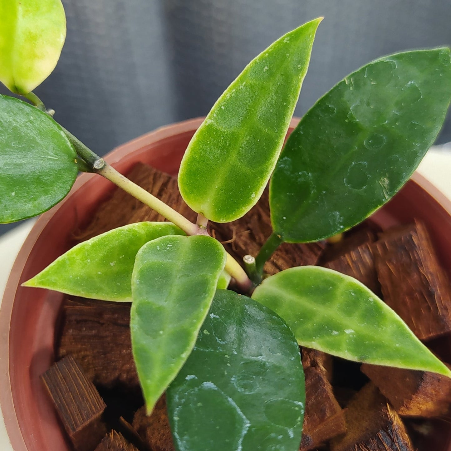 Hoya Lacunosa Kayas