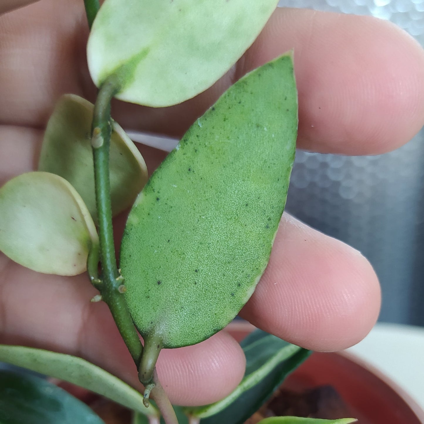 Hoya Lacunosa Kayas