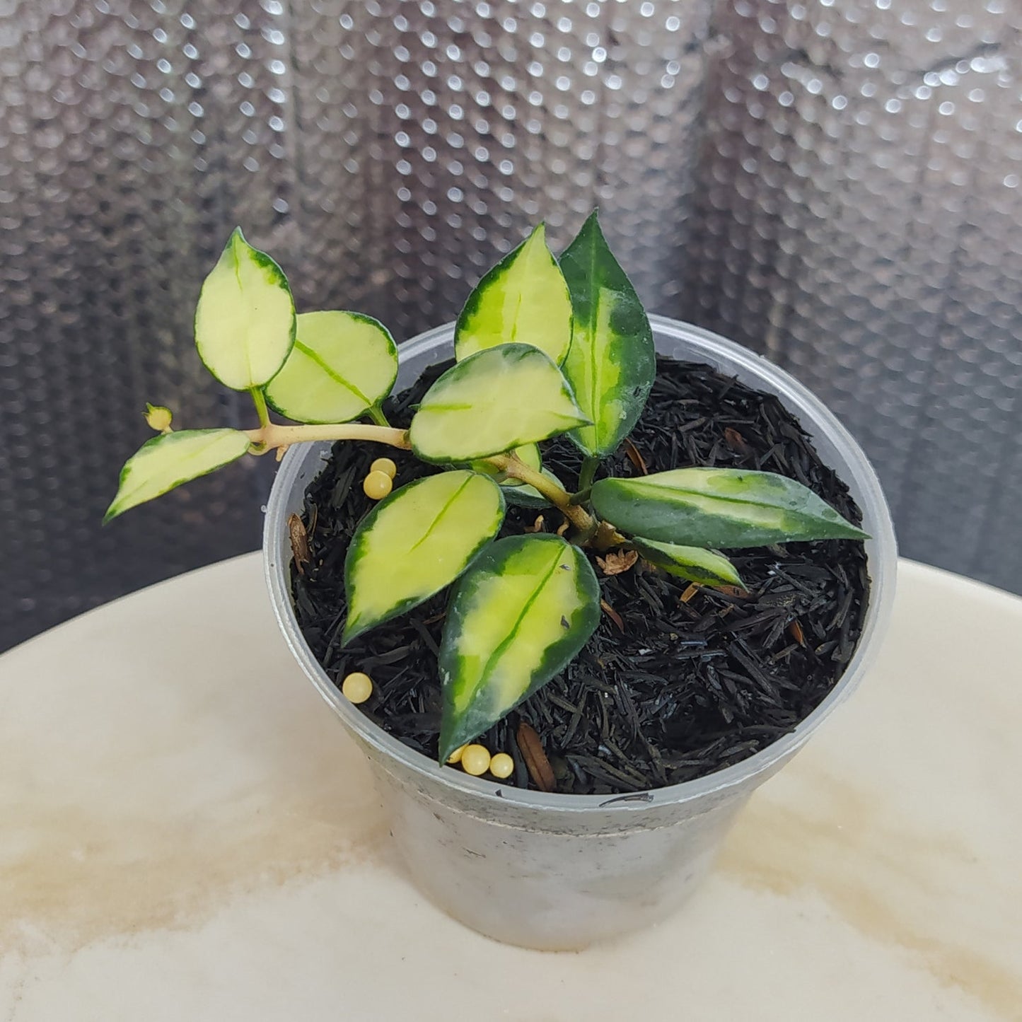 Hoya Lacunosa Platano - Indonesian Rare Plants