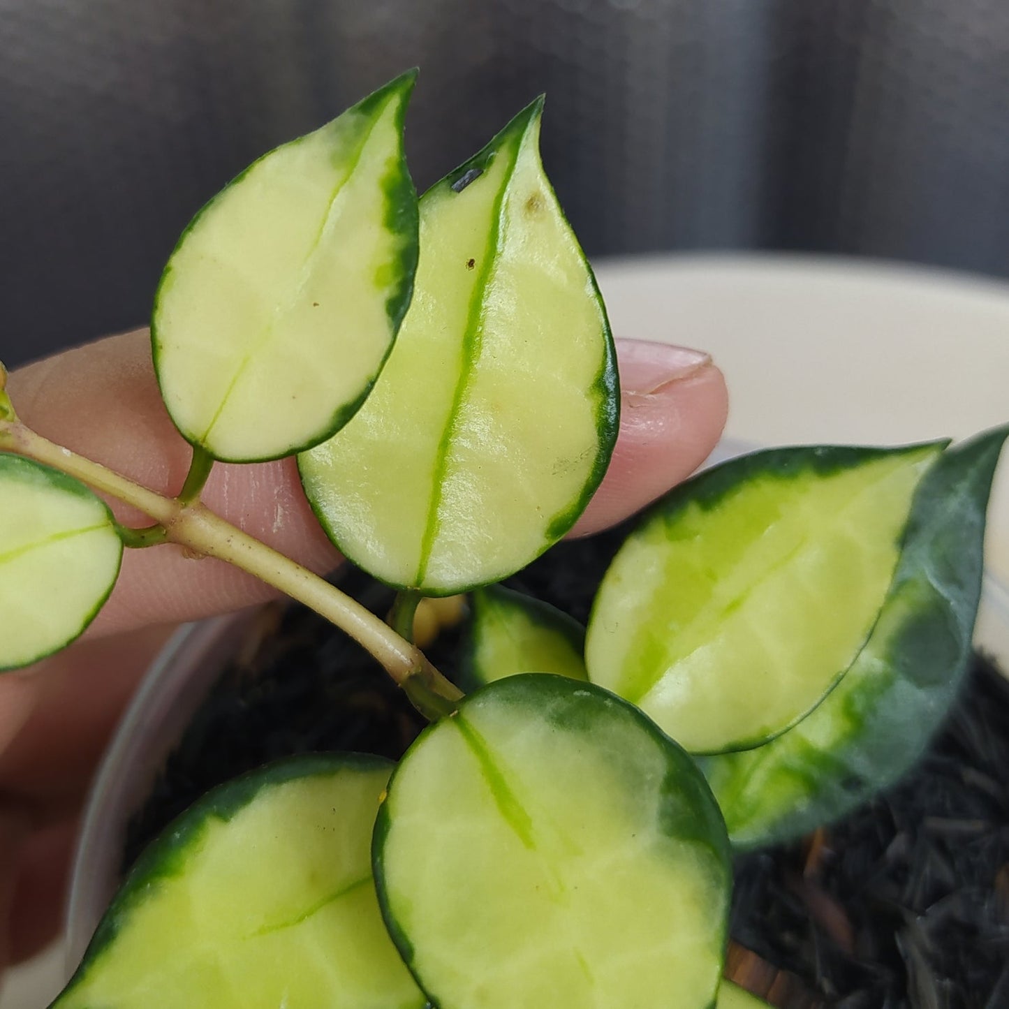 Hoya Lacunosa Platano