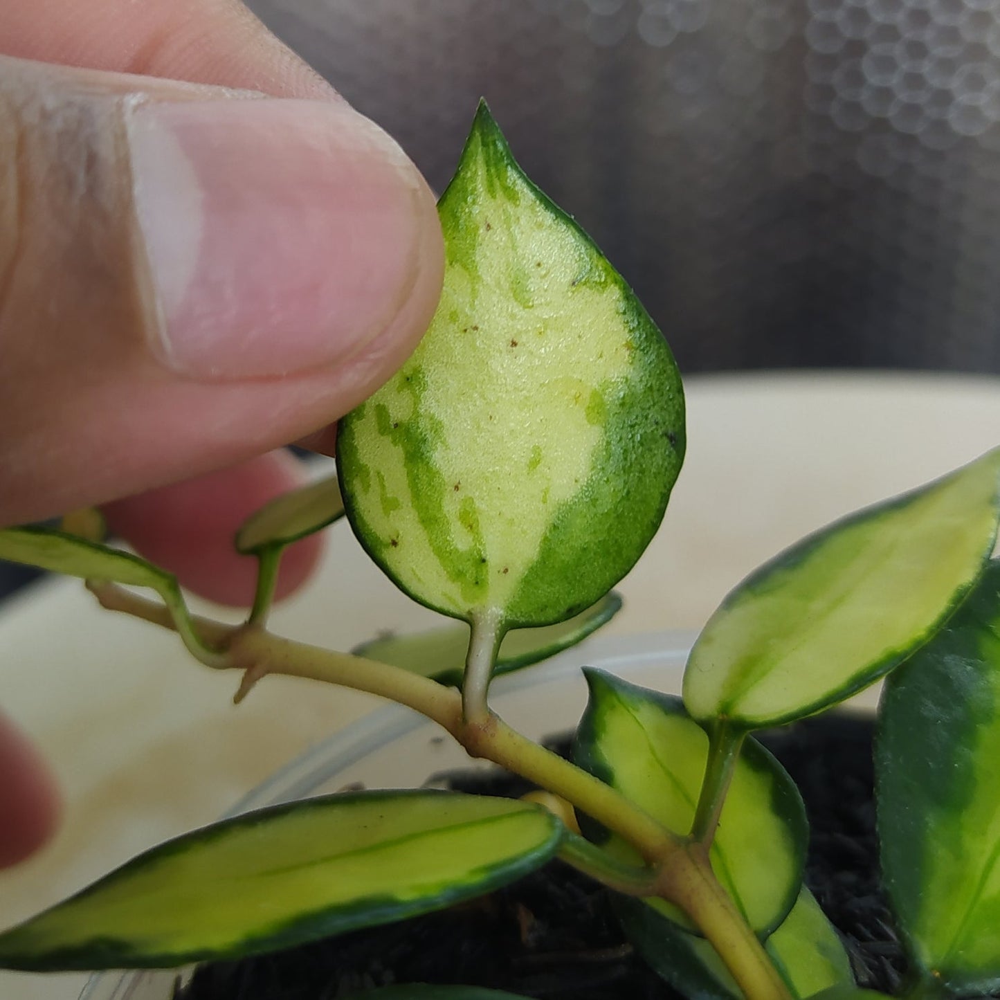 Hoya Lacunosa Platano