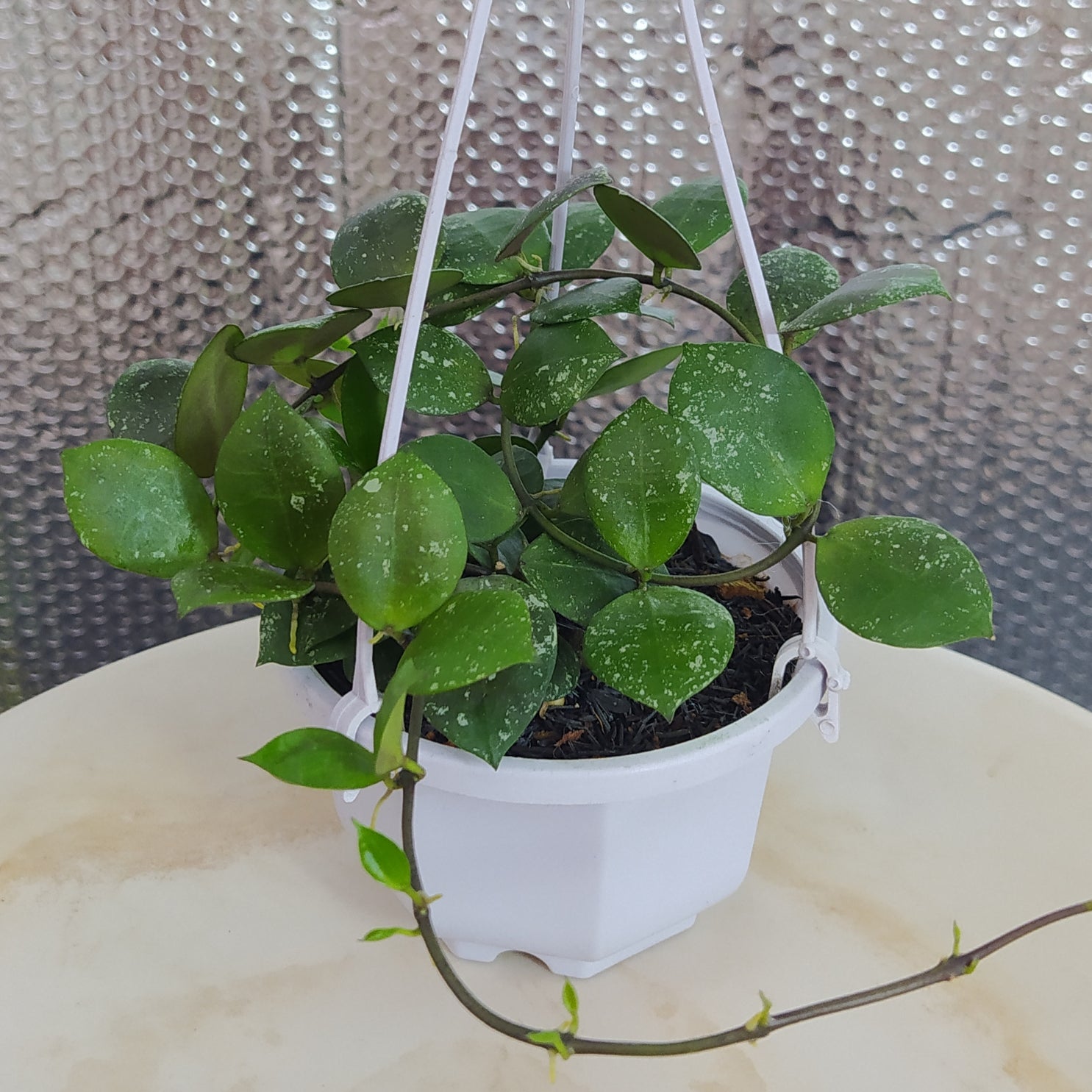 Hoya Lacunosa SP Gayo Splash - Indonesian Rare Plants