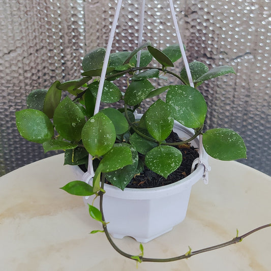 Hoya Lacunosa SP Gayo Splash - Indonesian Rare Plants