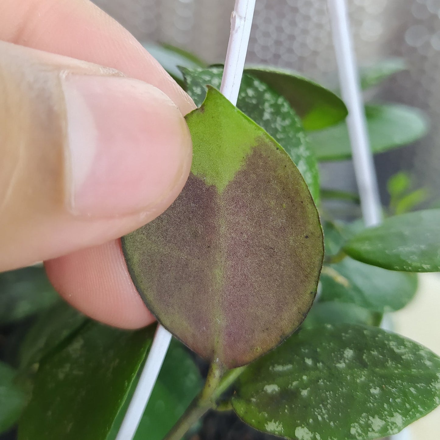Hoya Lacunosa SP Gayo Splash