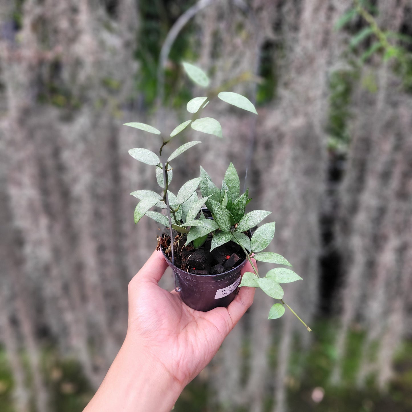 Hoya Lacunosa White Pearl - Indonesian Rare Plants