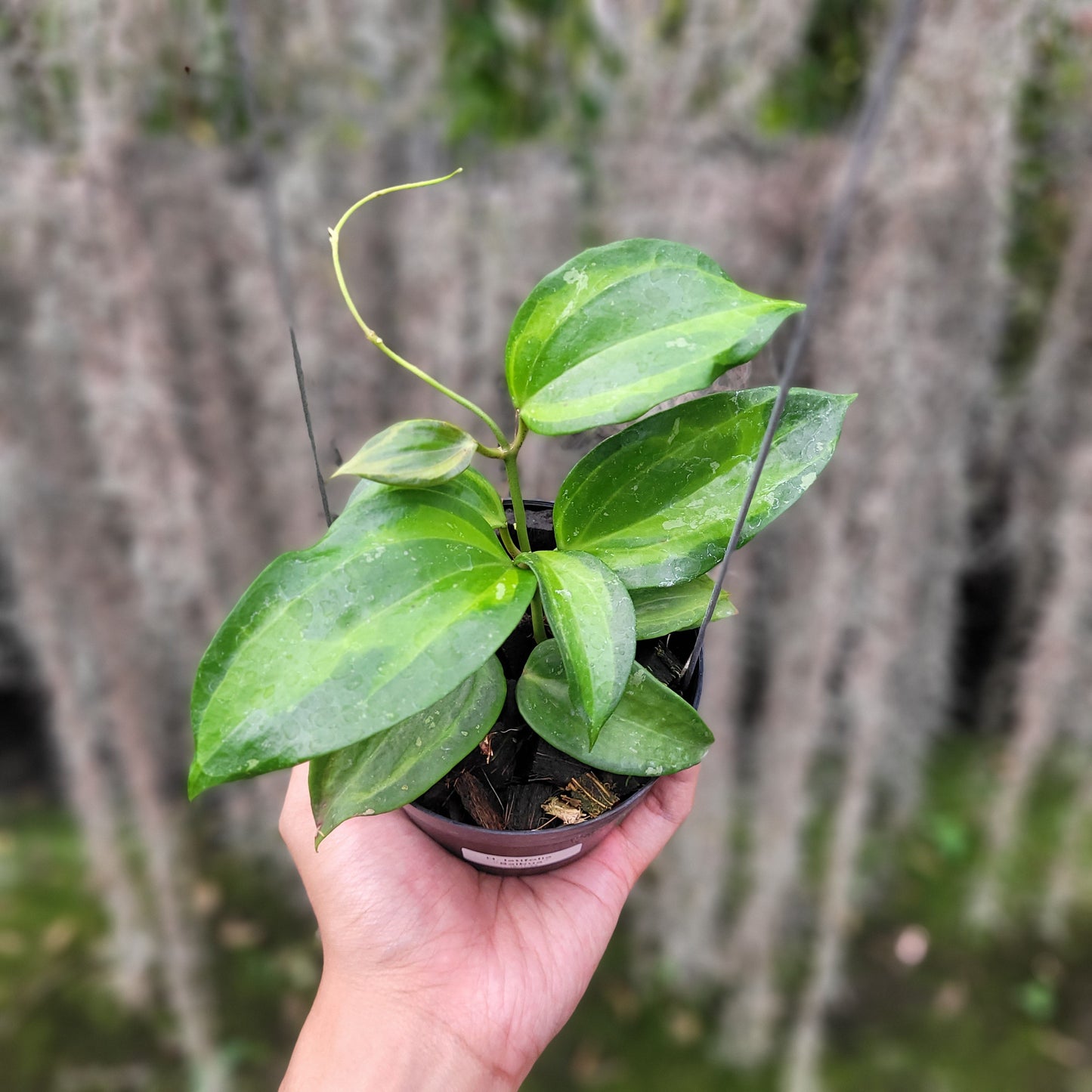 Hoya Latifolia Baibua - Indonesian Rare Plants