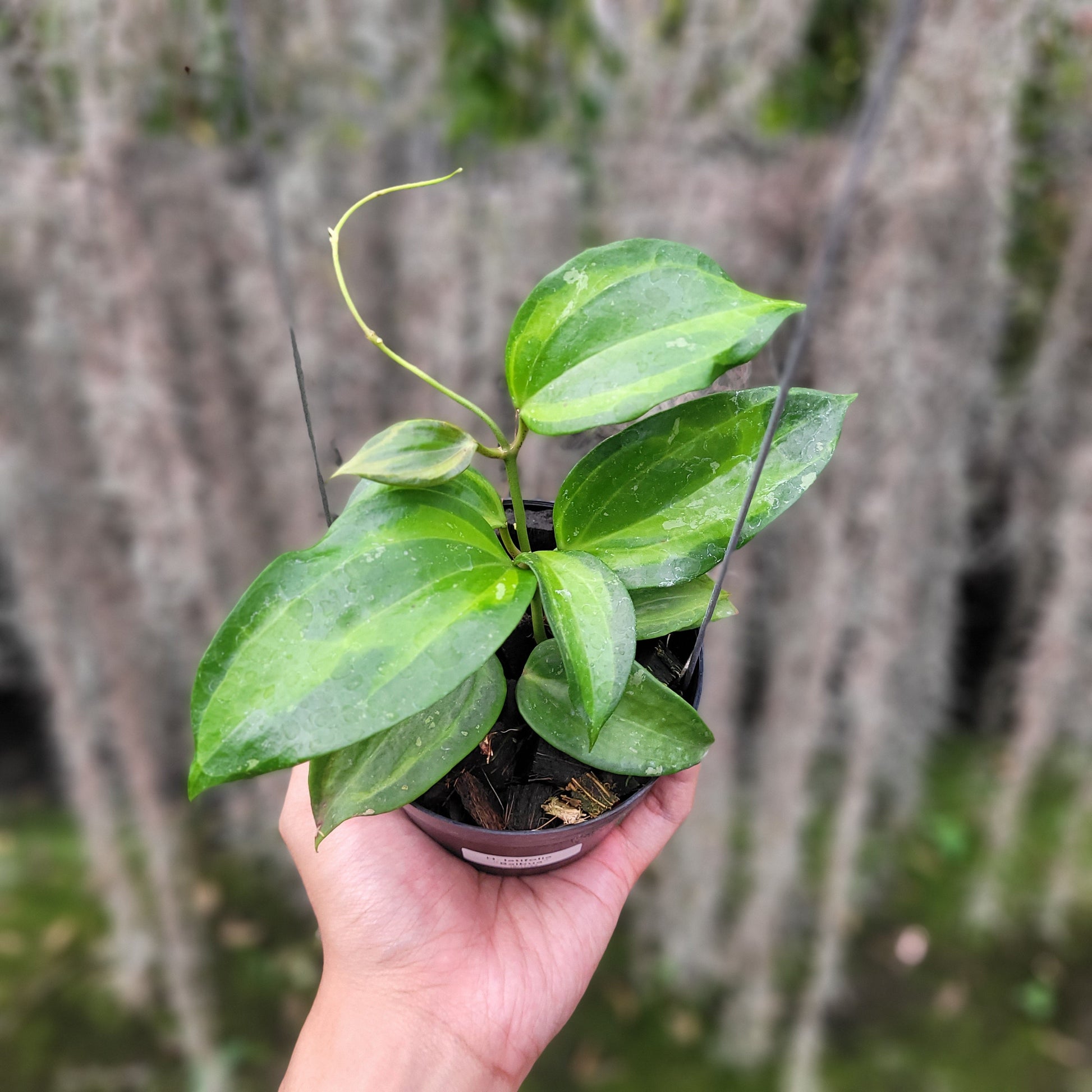 Hoya Latifolia Baibua - Indonesian Rare Plants