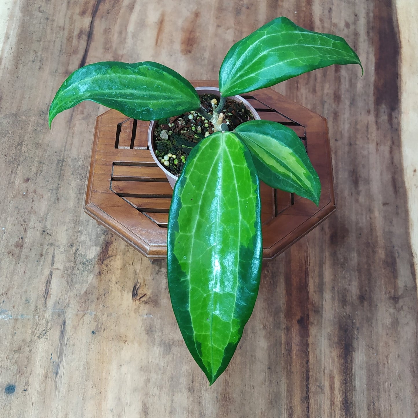Hoya Latifolia Greenish Inner Variegated - Indonesian Rare Plants